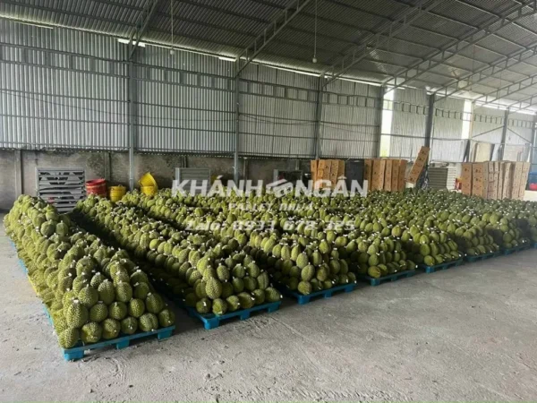 Ứng dụng của pallet nhựa - dùng để kê hàng, vận chuyển hàng hoá